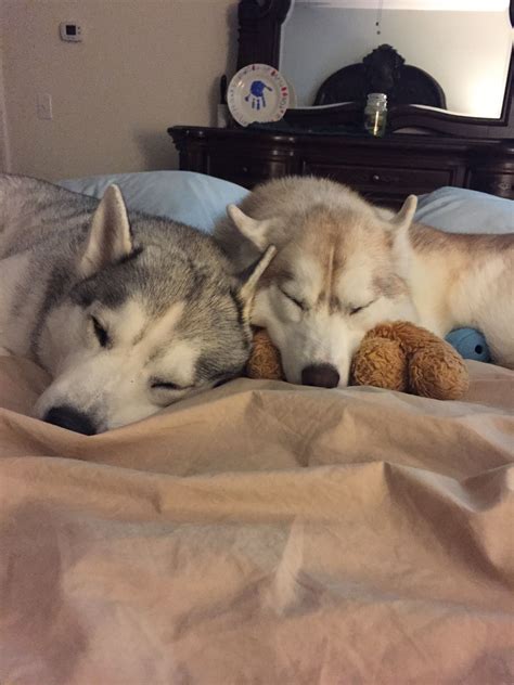 Sleeping siblings | Husky, Siberian husky, My husky