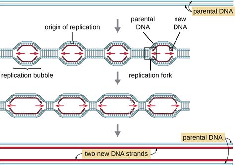 What is the origin of replication? State its function.