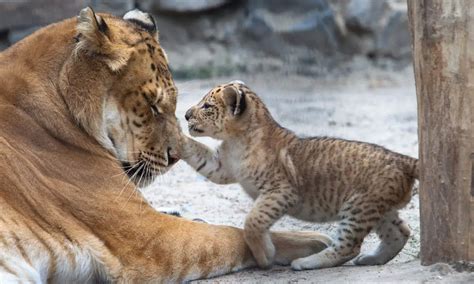 Hybrid Big Cats [Ligers, Tigons, and more, with photos and videos ...