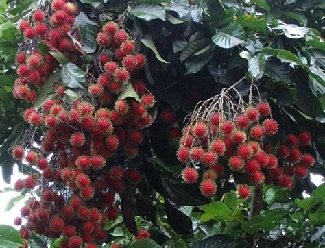 Rambutan Tree Growing Zone - Garden Zone Ideas