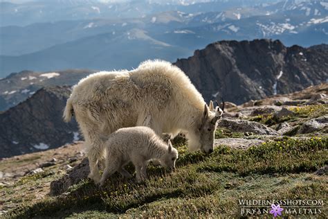 Rocky Mountain Wildlife Photography