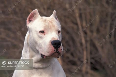 Dogo Argentino / Argentinian fighting dog with clipped ears - SuperStock