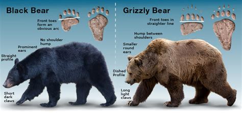 Know Your Bears | Alberta.ca