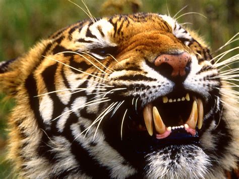 Animal Zoo Life: bengal tiger, Bengal tiger facts,bengal tigers,the ...