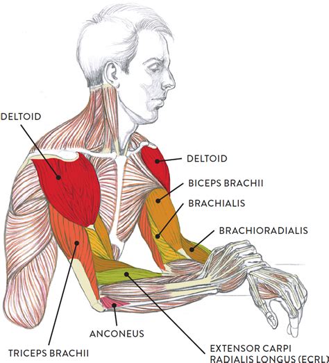 Flexing Arm Muscles Diagram Muscles Of The Upper Arm Biceps Triceps ...