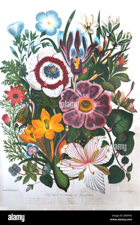 Illustration of The Wild Flowers Of Palestine Plants Of The Bible From ...