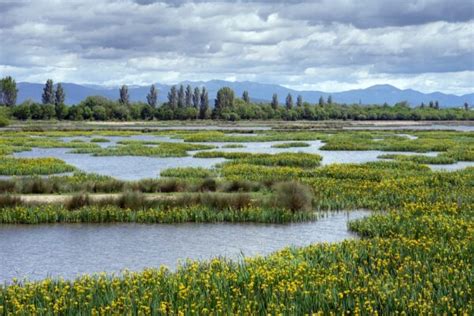 Exploring 13 Types of Wetlands: Nature's Masterpieces