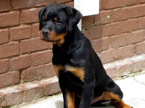 File:Rottweiler dog (1).jpg