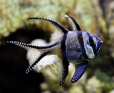 Nano Saltwater Aquariums - A Beginners Guide