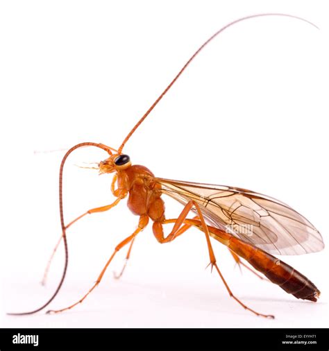 Ichneumon fly hi-res stock photography and images - Alamy