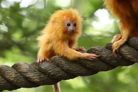 Golden Lion Tamarin Habitat - Facts about Golden Lion Tamarins