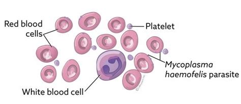 HAEMOTROPIC MYCOPLASMA INFECTION IN CATS: A DIAGNOSTIC CHALLENGE ...