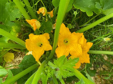 Zucchini-Flowers » Homesteading Where You Are