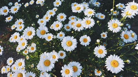 4k Flower Daisy Wallpapers - Wallpaper Cave