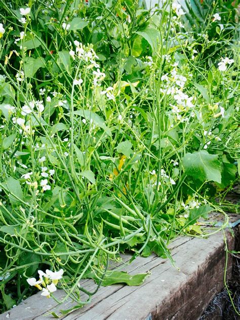 Radish Seed Pods (and Some Pickles) | Garden Betty