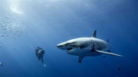 Free diving with great white sharks : EAF