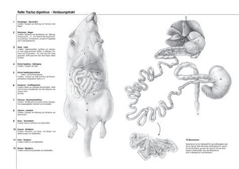 Labeled Rat Digestive System Diagram