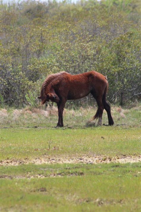 Corolla wild horses | Wild horses, Horses, Animals