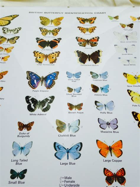 Mounted Identification Chart British Butterflies