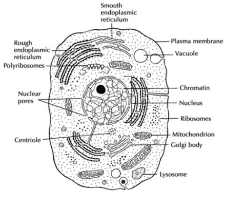 Structure of Animal Cell