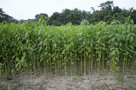 Jute plants growing in a field in the countryside of Bangladesh ...