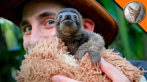 Meet B-Rad, the Baby Sloth From Kids Saving the Rainforest