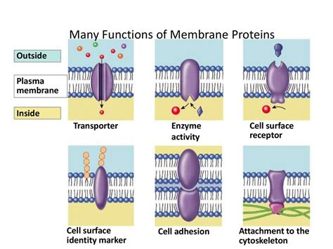 Cell Membrane Structure And Function