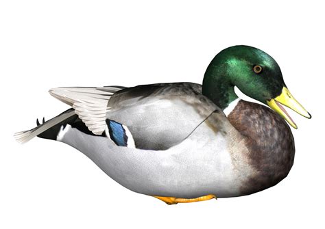 Duck PNG | PNG All