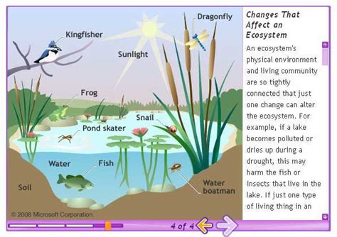 Ecosystems, Ecosystems projects, Stem science activities