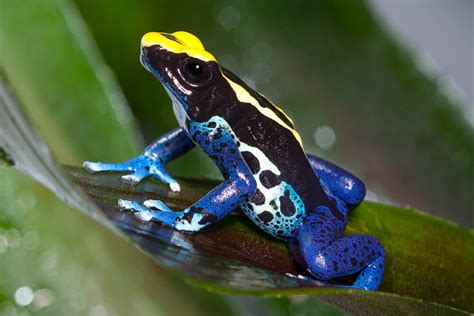 Poison Frog | San Diego Zoo Animals & Plants