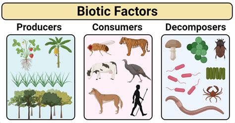 Biotic Factors: Types, Examples, Factors Affecting