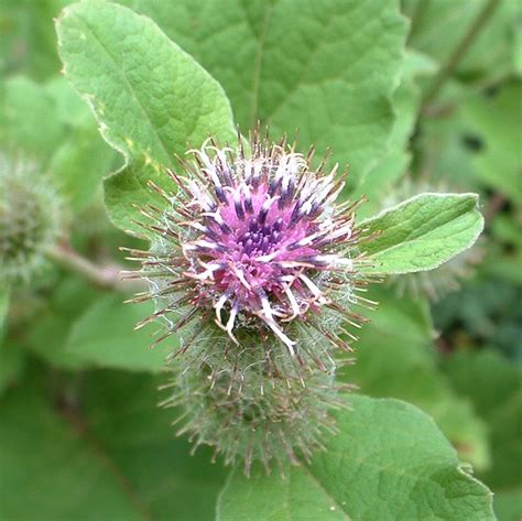 Burdock Flower Essence - Tree Frog Farm | Flower Essences | Aromatherapy