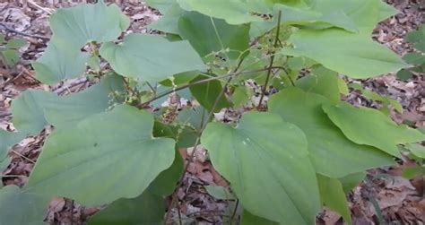 How to Grow Wild (Yam Dioscorea villosa, Colic root, Yam-root ...