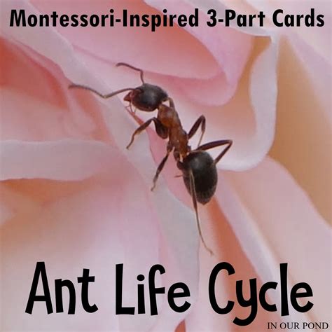 Montessori-Inspired Ant Life Cycle 3-Part Cards