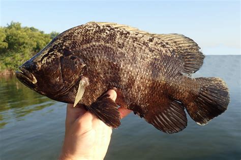 Atlantic Tripletail | Mexico – Fish, Birds, Crabs, Marine Life, Shells ...