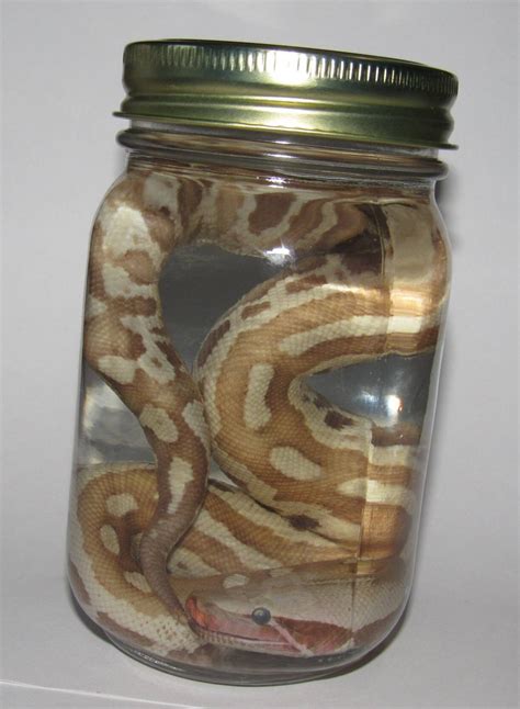 Wet specimen baby albino redtail boa snake taxidermy mount formalin ...