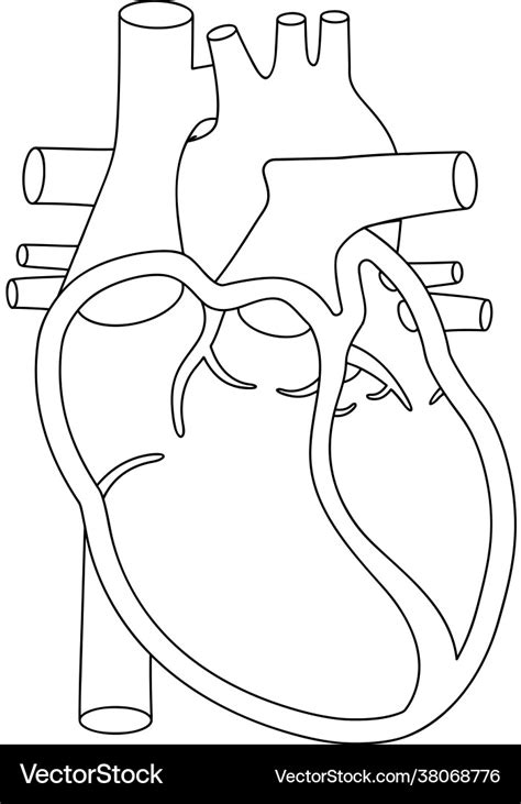 Blank Heart Diagram