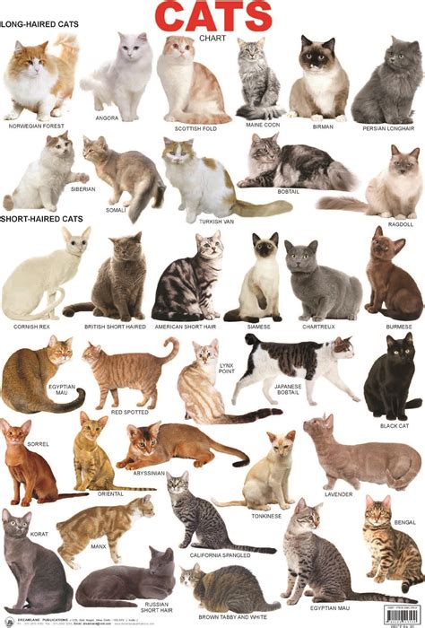 Big Cat Breeds List