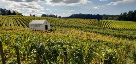 Oregon Wine Tours - Best Wine Tours around Portland