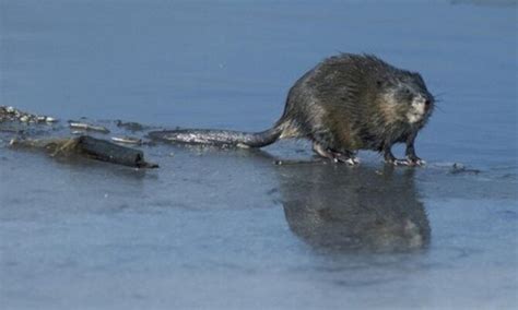 Muskrat