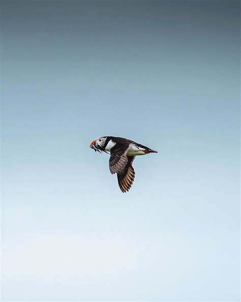 Flying puffin over the Farne | Premium Photo - rawpixel