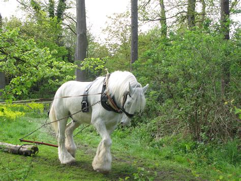 File:Shire horse.jpg - Wikipedia