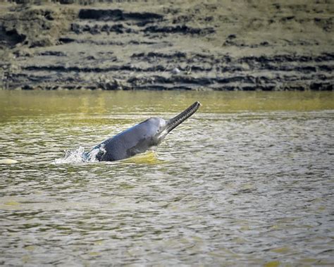 Ganges River Dolphin - Facts, Diet, Habitat & Pictures on Animalia.bio