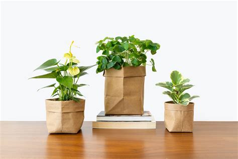 So You Have a New Plant Baby | Plant Care Tips - JOMO Studio