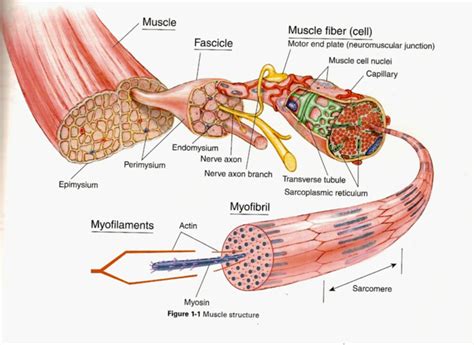 Actin And Myosin Filaments Diagram