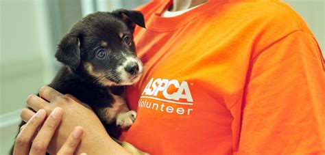 Volunteer at the ASPCA Adoption Center | Aspca, Volunteer, Volunteering ...