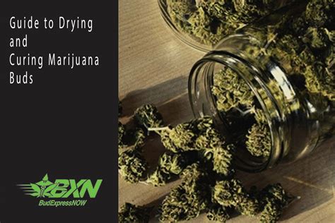 Guide to Drying and Curing Marijuana Buds - BudExpressNOW