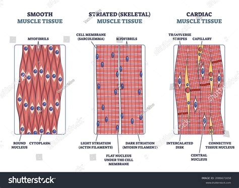 Muscle Tissue Skeletal