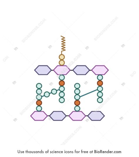 Free Peptidoglycan synthesis (4) Icons, Symbols & Images | BioRender