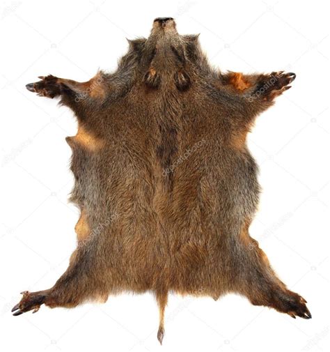 Wild boar skin — Stock Photo © vladvitek #29555787